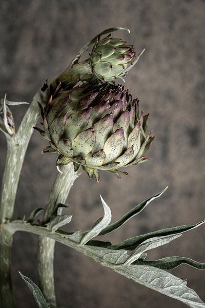 Artischocke in der Knospe. Stilleben. von Alie Ekkelenkamp