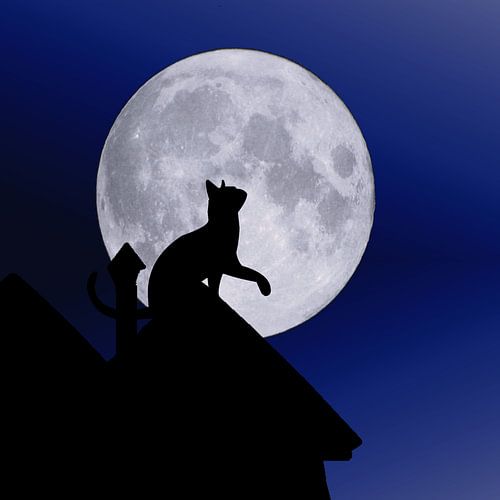 Cat Moon