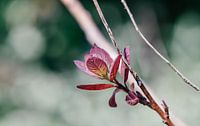Beautiful attractive pink flower photographed with macro lens