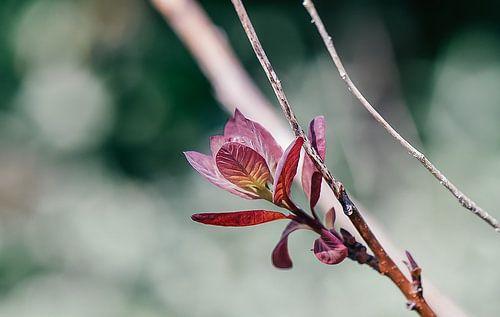 Beautiful attractive pink flower photographed with macro lens