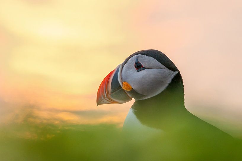 Puffin van Stijn Smits