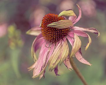 "Weg met de wind..." Echinacea van Sabine Franke