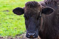 Portrait of a Wagyu cow by Jan Van Bizar thumbnail