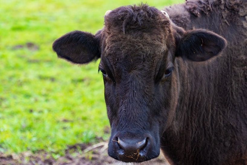Portrait of a Wagyu cow by Jan Van Bizar