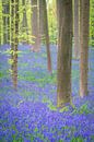 Wilde hyacinten bloemen die in het voorjaar op de bosbodem groeien van Sjoerd van der Wal Fotografie thumbnail