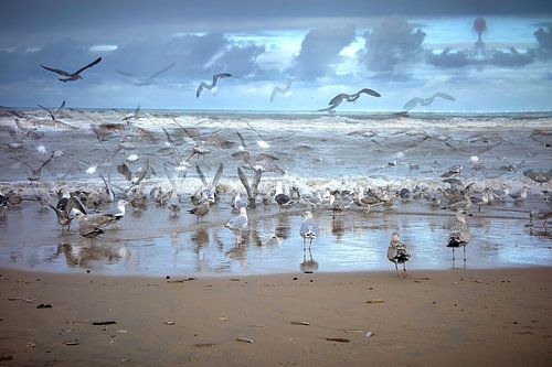Seagulls and angels by Geert van Kuyck - izuriphoto