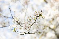 Japanse bloesem