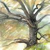 Oude Boom Rockanje – Aquarel van Levente Luca