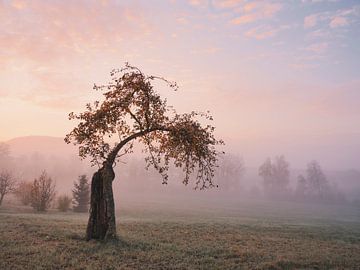 Herbstmorgen in der Ostalb von Max Schiefele