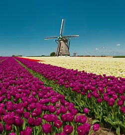 Windmolen met bollenveld van rode en gele tulpen, Nederland, truc, montage van Rene van der Meer