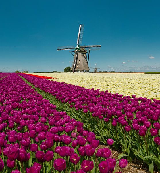 Windmill with bulb field of red and yellow tulips, Netherlands, trick, assembly by Rene van der Meer