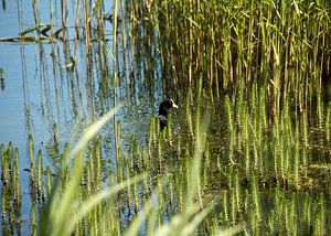 Meerkoet tussen waterplanten
