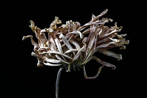 Vergaande opgedroogde bloem