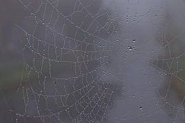 Wassertropfen in einem Spinnennetz 2
