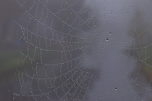 Waterdruppels in een spinnenweb 2