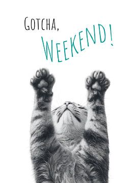 Coole Katze - Wochenende