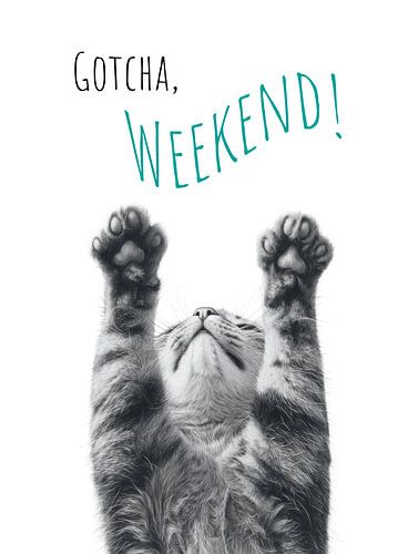 Coole kat - weekend