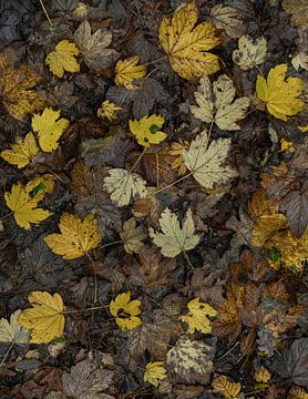 Autumn leaves oak forest by Sander Groenendijk