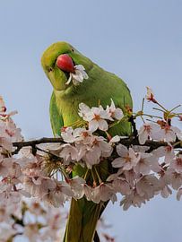 Une perruche parmi les fleurs de cerisier