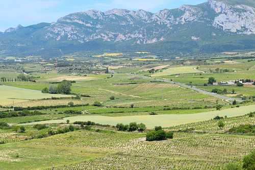 Blick auf die Weinberge der Rioja mit den Bergen in der Ferne