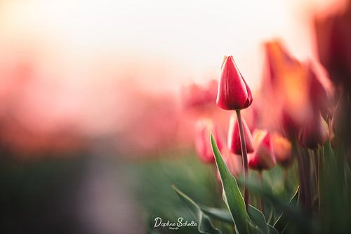Tulpen in der Abendsonne - tief und geheimnisvoll