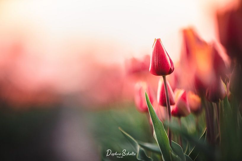 Tulpen in Avondzon - Diep en Mysterieu van Mijndierenfotograaf
