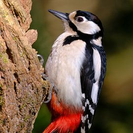 Portret van de Grote Bonte Specht van Sabrina de Vries