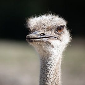 Struisvogel close-up bruine ogen van T de Smit