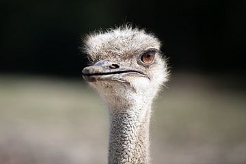 Ostrich close-up brown eyes
