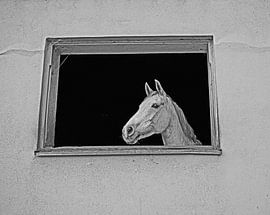 Photo shooting with white horse in a window of the riding stable