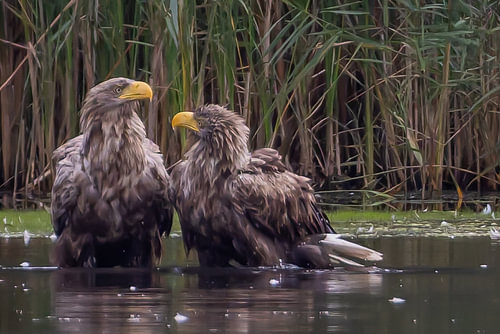 White-tailed eagle