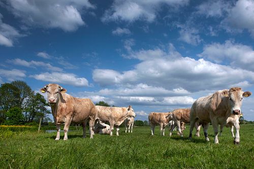 Kühe im Reesttal bei Meppel