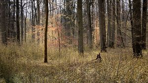 Wald im Frühlingslicht von Severin Frank Fotografie