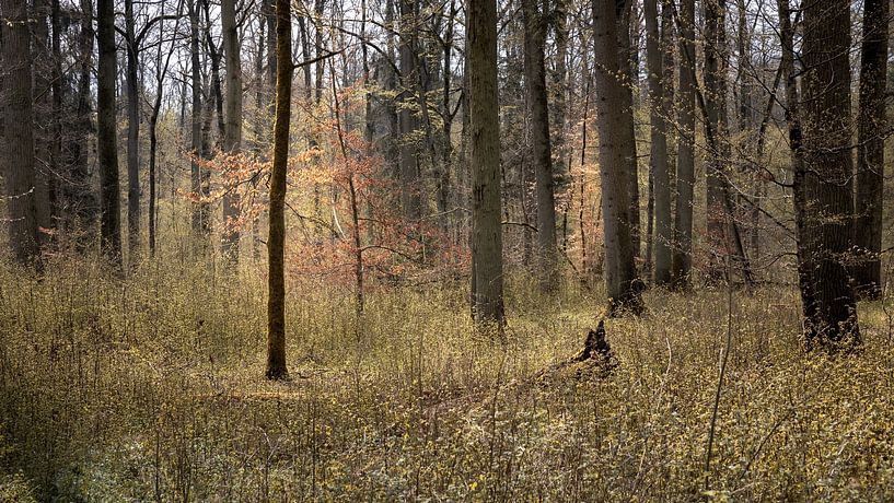 Forêt dans la lumière du printemps par Severin Frank Fotografie
