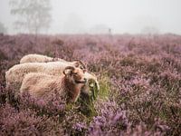 graze on the heath