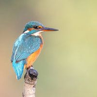 IJsvogel