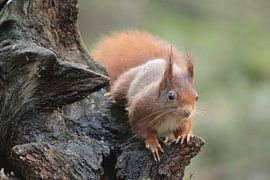 Eekhoorn op de uitkijk von Anita Kortus