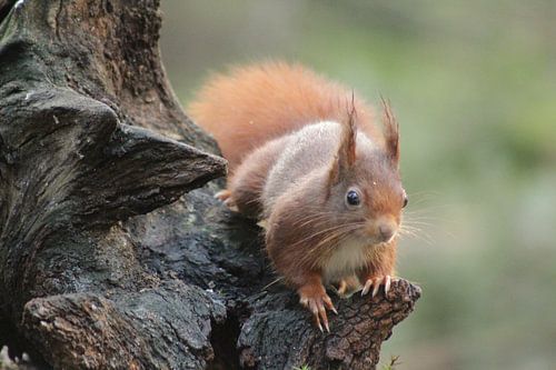 Eekhoorn op de uitkijk