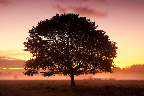Eenzame boom in de mist