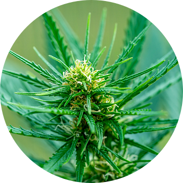 Bloem van een cannabisplant macro-opname van Animaflora PicsStock
