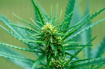 Blüte einer Cannabispflanze Makroaufnahme von Animaflora PicsStock