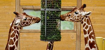 Giraffes