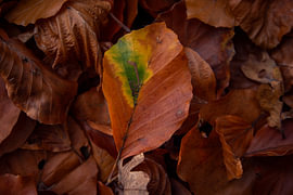 Autumn leaves by Nieke Klomp