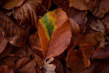 Herbstblätter