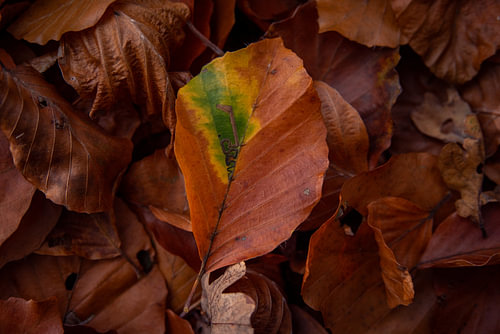 Herbstblätter