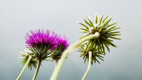 Chardons dans le brouillard