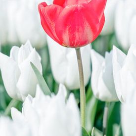 Verirrte rote Tulpe von Angelique Niehorster