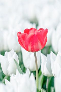 Verdwaalde rode tulp op Goeree-Overflakkee van Angelique Niehorster