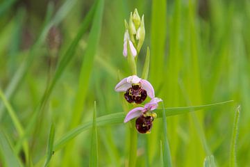 Wilde Orchidee Bijenkorfkruid van Ines Porada
