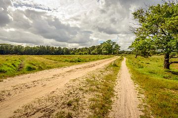 Long curved sand path through a Dutch natural area by Ruud Morijn